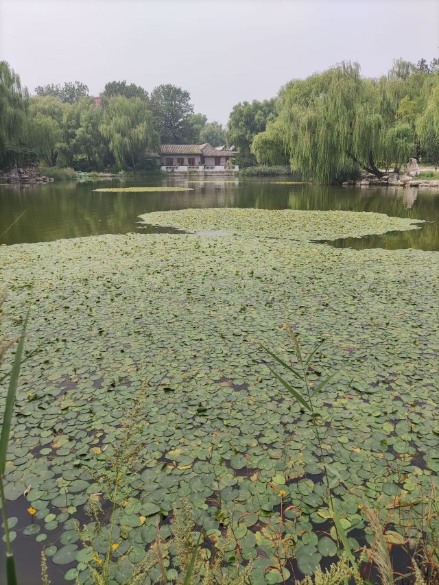 柳荫公园旅行图片 3