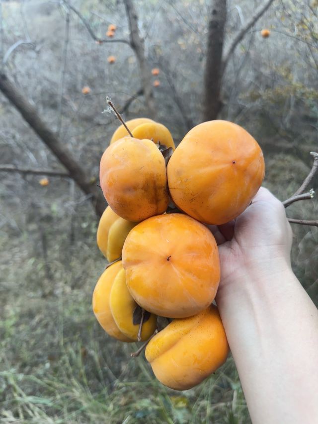 水峪村红叶栈道旅行图片 7