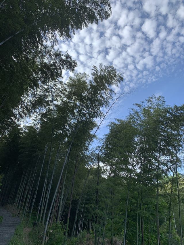 笄山竹海旅行图片 3