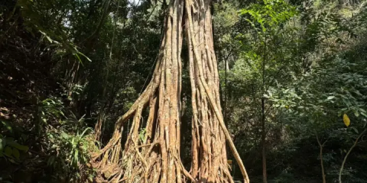 西雙版納納卡雨林