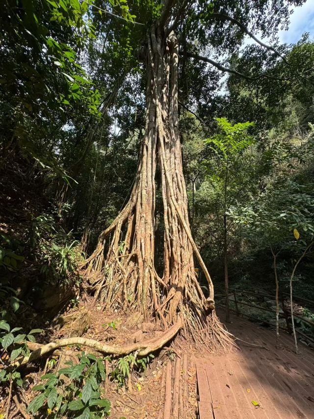 西双版纳纳卡雨林徒步旅行图片 2