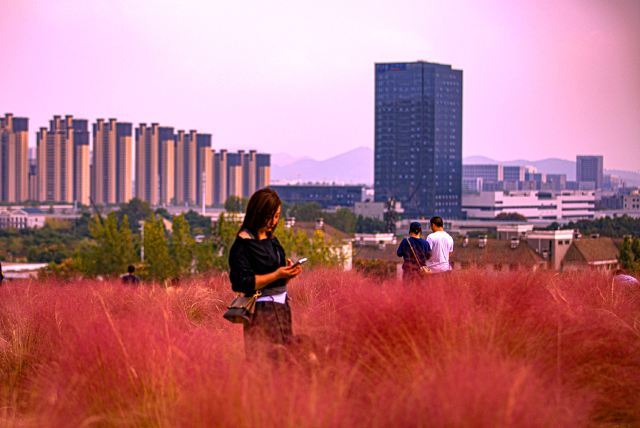 二妃山花海旅行图片 4