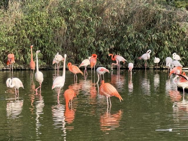 上海野生动物园旅行图片 1