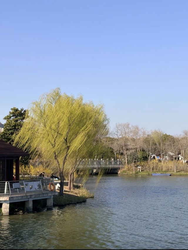 上海顾村公园旅行图片 3