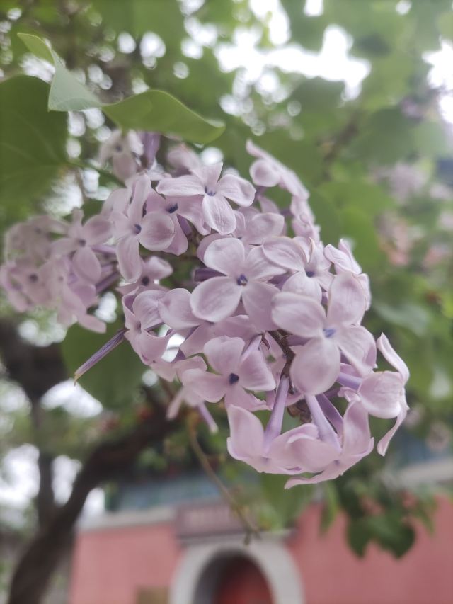 智化寺旅行图片 14