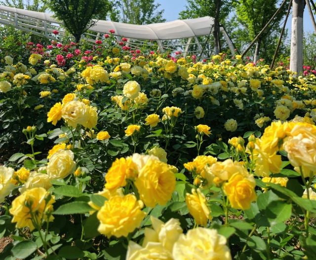 骆岗公园旅行图片 2