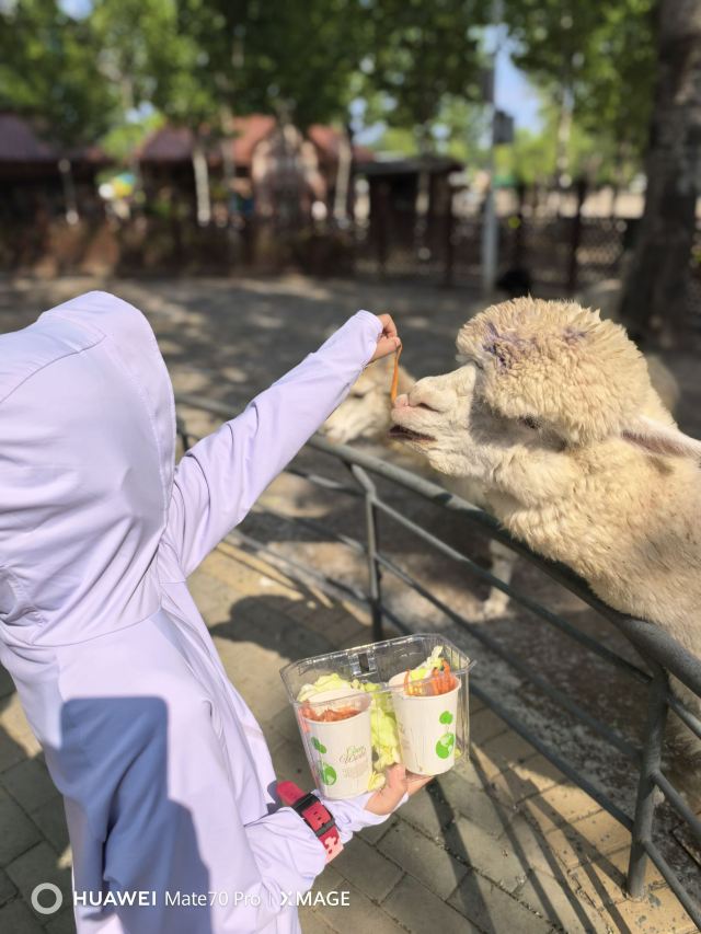 集发农业梦想王国旅行图片 2