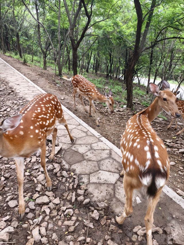 白云山山体公园旅行图片 6