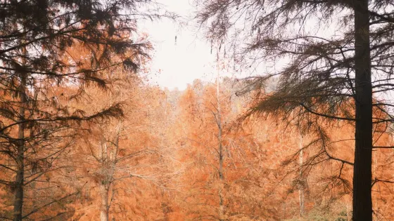上垟紅樹林