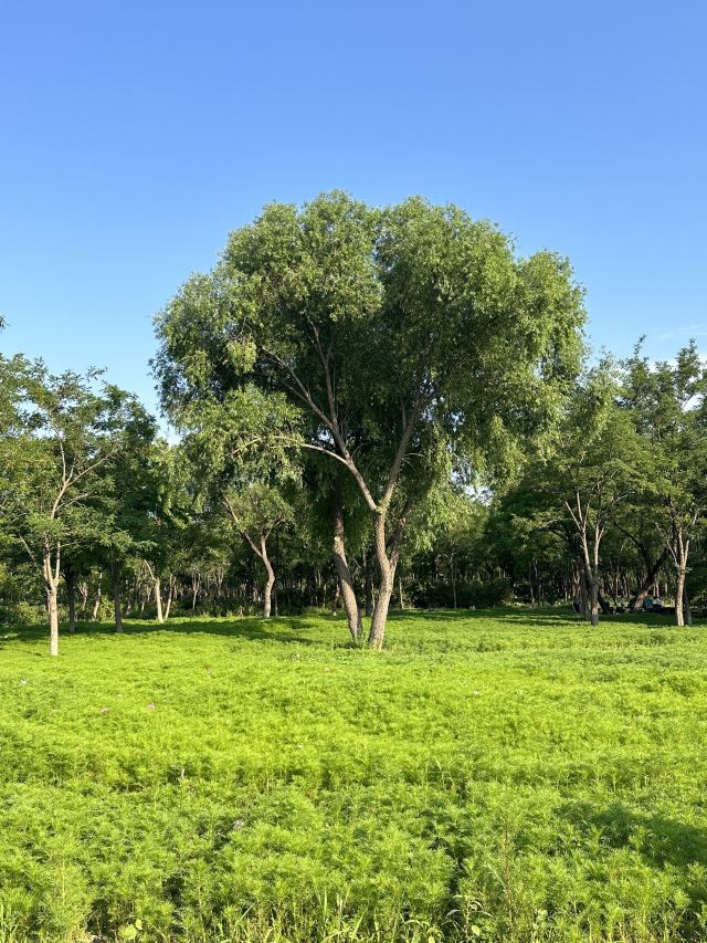南苑森林湿地公园旅行图片 5