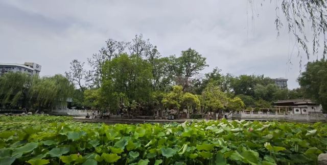 莲湖公园旅行图片 3