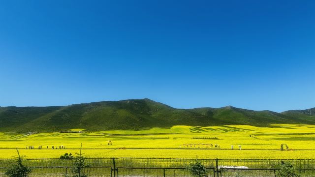 扁都口.七色田花海旅行图片 2