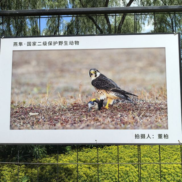 野鸭湖国家湿地公园旅行图片 4