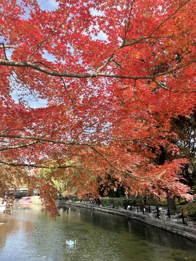 上海鲁迅公园旅行图片 6