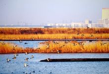 鸭绿江湿地景点图片