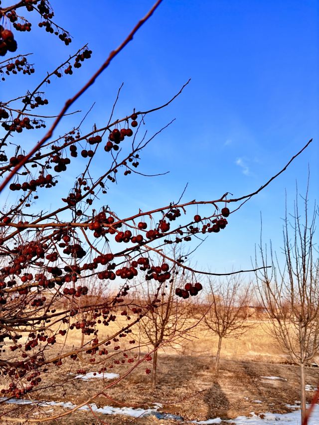 宁夏吴忠黄河国家湿地公园旅行图片 5