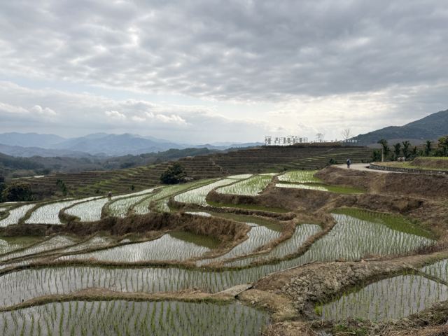 牙胡梯田景区旅行图片 4