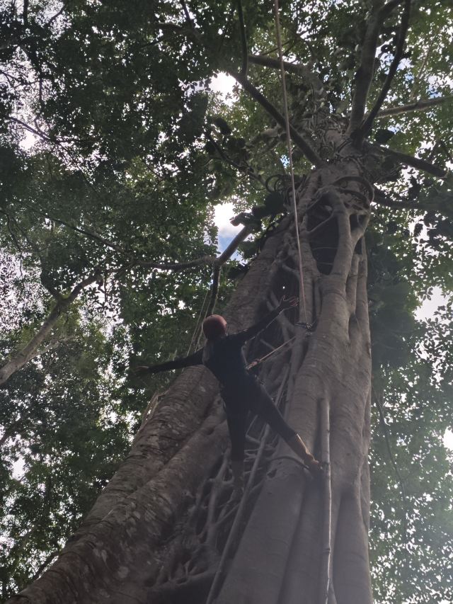 基诺山雨林徒步旅行图片 3