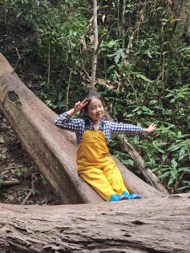 基诺山雨林徒步旅行图片 1