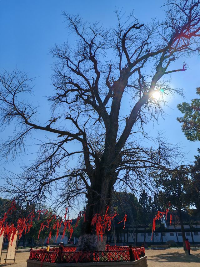 甪直古镇旅行图片 4
