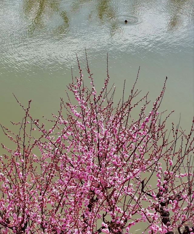 候鸟湾湿地旅行图片 3