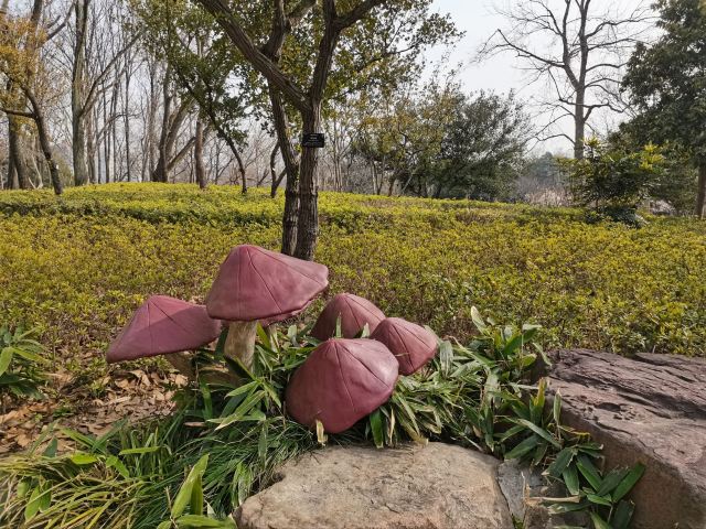 上海植物园旅行图片 3