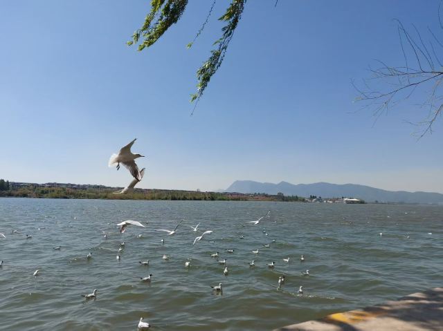 大观公园旅行图片 3