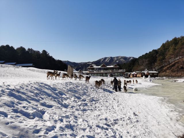 飞泷金山鹿苑旅行图片 1