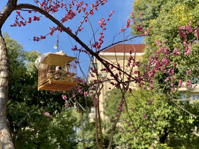 梅园公园旅行图片 4