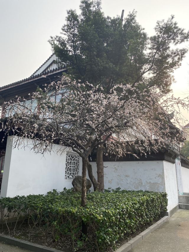 梅园公园旅行图片 7