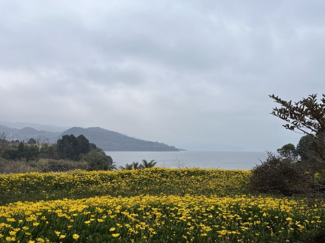 抚仙湖国际度假小镇湖畔森林公园旅行图片 1