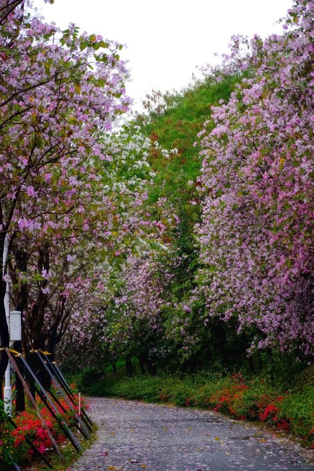 鹅颈水湿地公园旅行图片 2