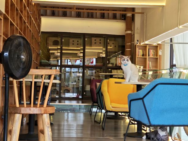 猫轩阁猫咖书吧咖啡厅(第七街区店)