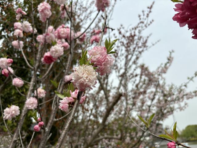 上海南汇桃花村旅行图片 3