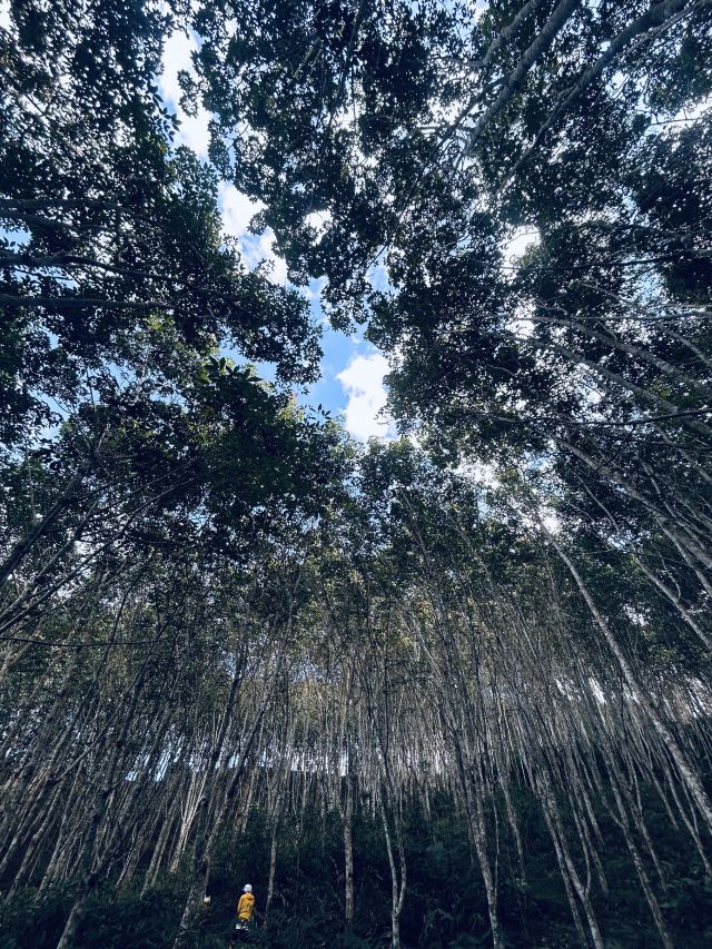 基诺山巴朵村雨林徒步旅行图片 1