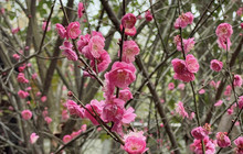 梅花院子餐厅图片