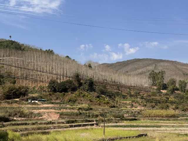 基诺山雨林徒步旅行图片 2