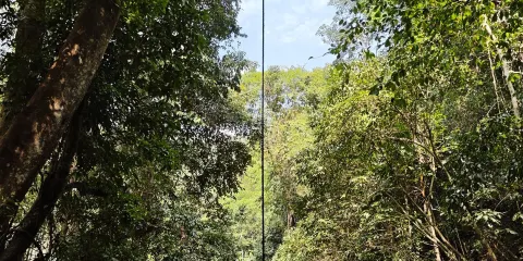 西雙版納納卡雨林