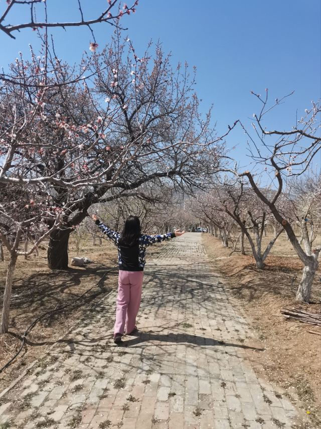 乌素图杏花谷旅行图片 1