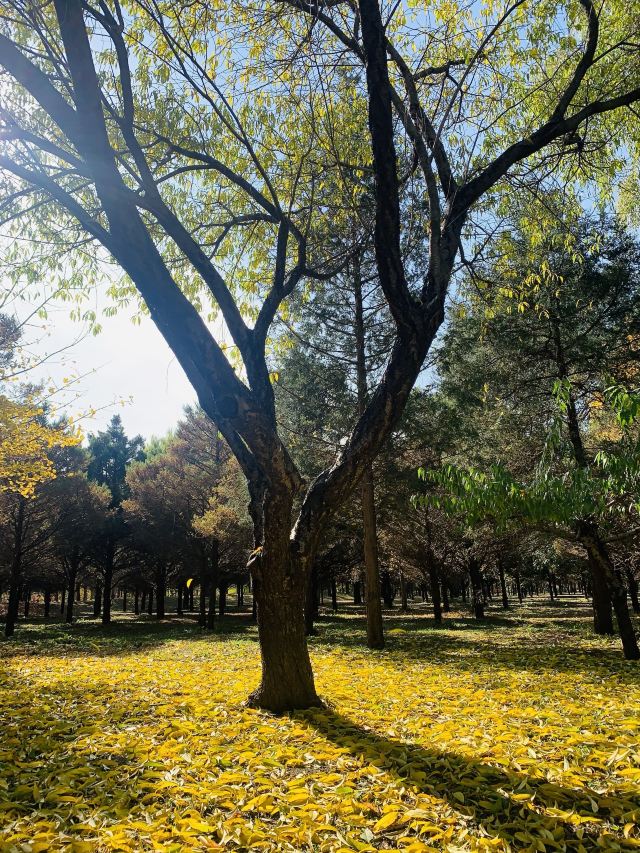 东坝公园旅行图片 1
