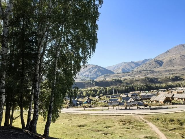白桦林旅行图片