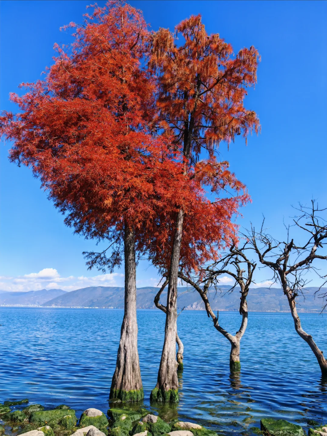洱海最美一公里旅行图片 3