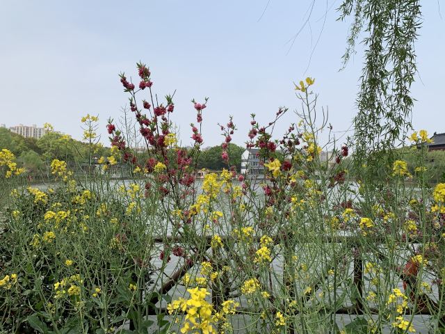上海南汇桃花村旅行图片 2