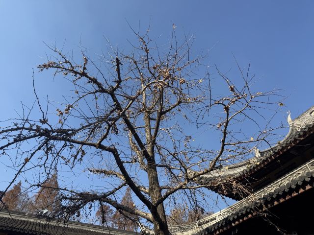 龙华寺旅行图片 3