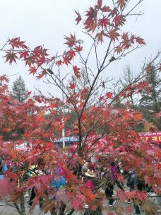 天然画廊-南江-可乐味的柠萌哒啦