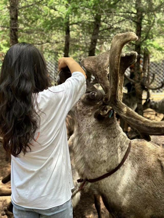 乌兰布统达瓦鄂温克驯鹿部落旅行图片 3