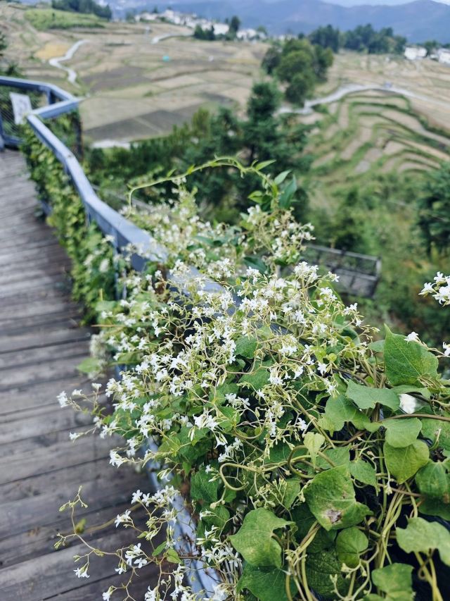 胜景石门观光天桥旅行图片 5