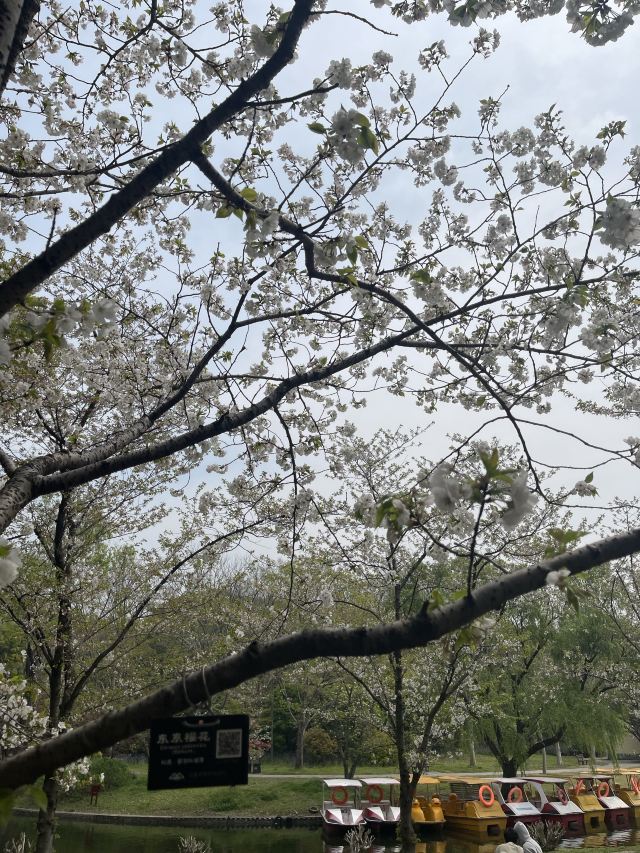上海鲁迅公园旅行图片 2