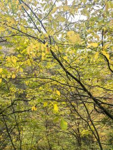 天然画廊-南江-可乐味的柠萌哒啦