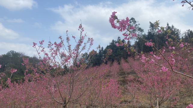 华南百万樱花园